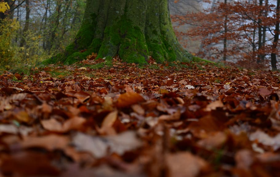 autumn, park, november, leaves, autumn colours, tree, leaf, forest, plant part, land