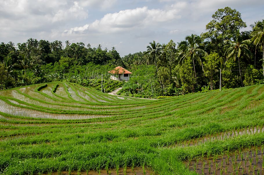 campo de hierba, verde, arroz, campo, campo de arroz, árboles, tropical, agricultura, naturaleza, rural