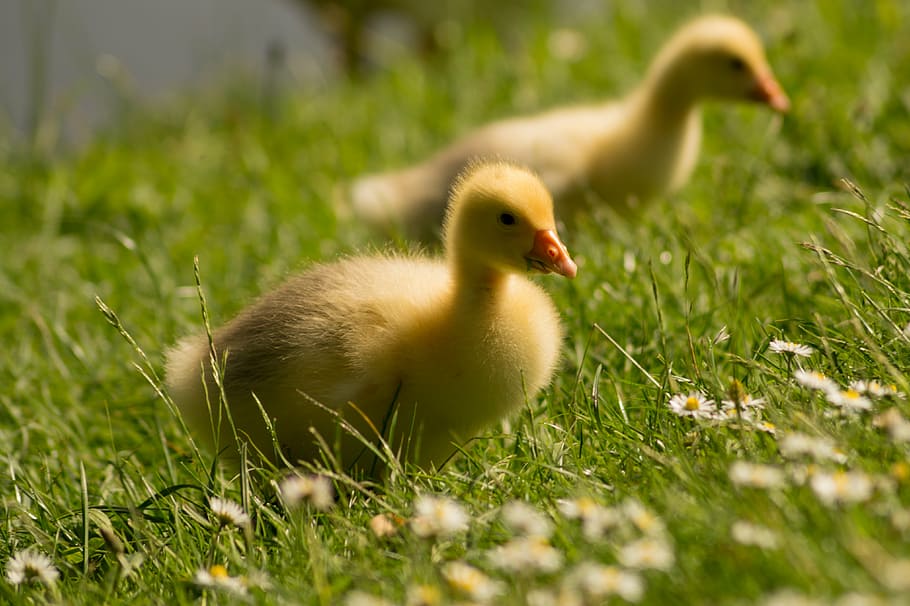 two, yellow, ducklings, standing, green, grass, chicks, ducks, birds, animals
