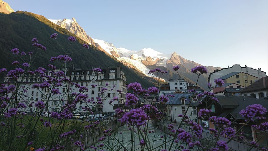chamonix, mont blanc, summer, france, architecture, built structure, building exterior, flowering plant, plant, flower
