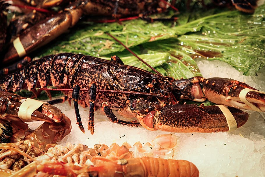 lobster, crab, fish market, seafood, food, food and drink, animal, animal themes, crustacean, close-up
