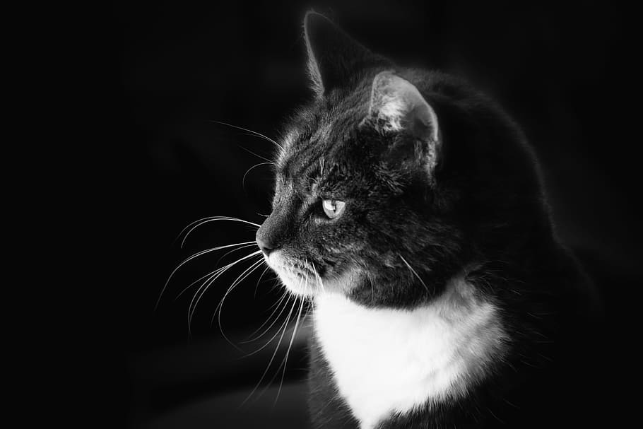 foto abu-abu, kucing berbulu pendek, Hitam Dan Putih, BW, Kucing, Bokeh, close-up, makro, hitam, putih