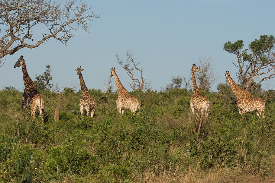 giraffe, kwazulu natal, africa, south africa, national park, tourism, wild animal, travel, nature, tree