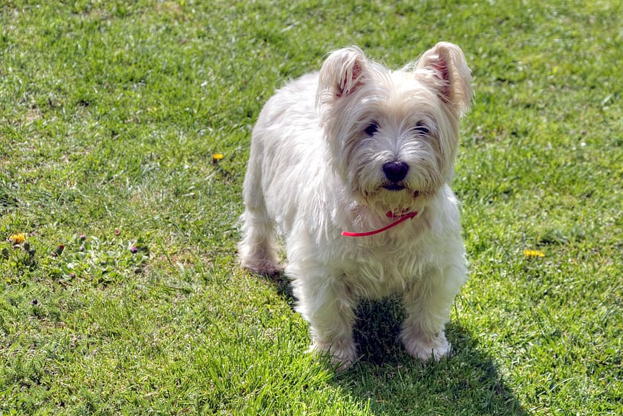 dog, west highland white terrier, pets, westie, west highland terrier, grass, one animal, domestic, domestic animals, canine