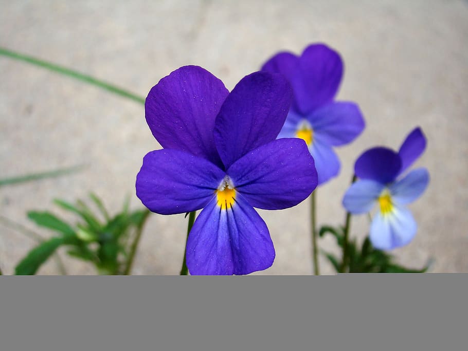 wild pansy, flower, blue, summer, nature, flowering plant, plant, freshness, vulnerability, fragility