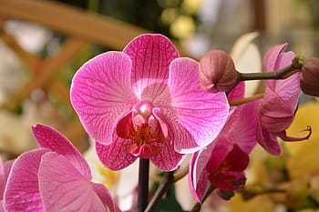 Página 2 | Fotos hermosas orquídeas libres de regalías | Pxfuel
