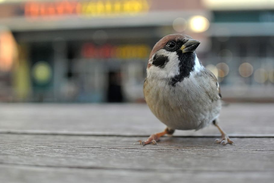 sparrow, bird, nature, city, town, cafe, brown, black, japan, japanese