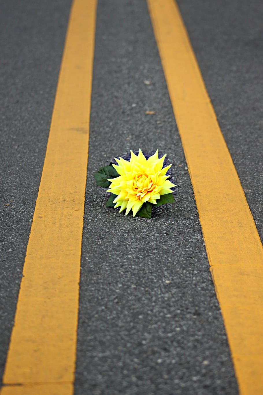 flower, yellow, road, outside, outdoor, floral, color, blossom, flowering plant, road marking