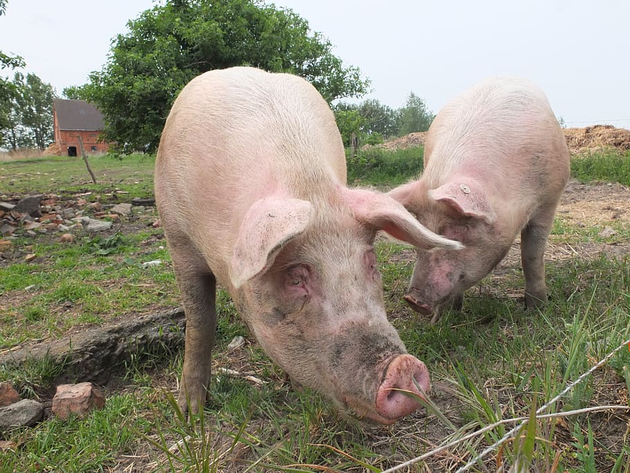 pigs, animal husbandry, domestic pig, dirt, sniffing, pig breeding, swine, livestock, agriculture, wallow