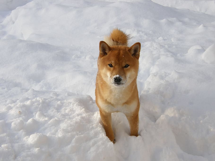 日本のスピッツ, 冬, 雪, 芝, 動物, ペット, 犬, 1匹の動物, 寒さ, 動物のテーマ