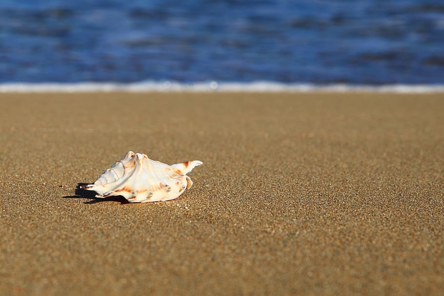 white, conch shell, beach shore tilt-shift photography, beach, shore, tilt-shift photography, coast, concept, leisure, ocean