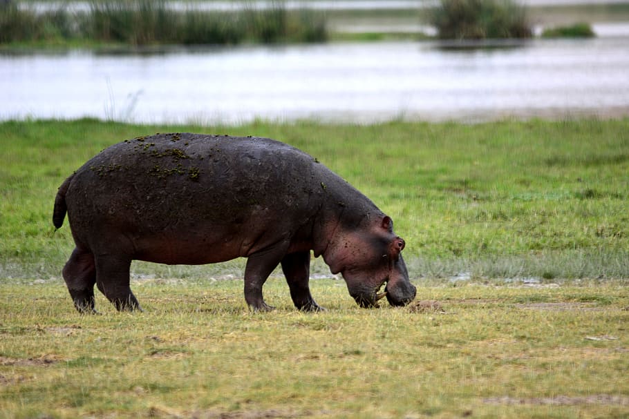 hipopótamo negro, hipopótamo, Amboseli, África, Kenia, Safari, parque nacional, animales, serengeti, tarangire