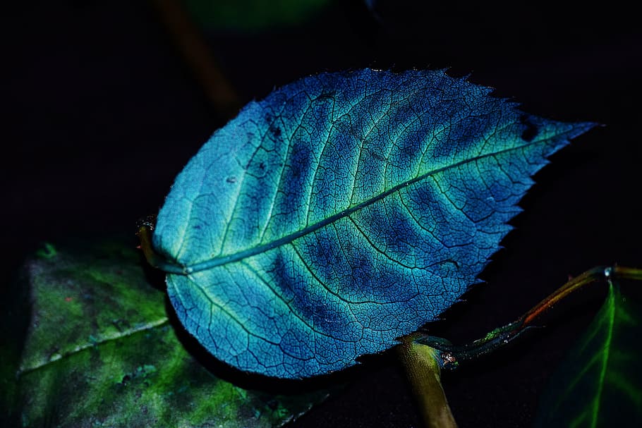 foliage, color, blue, plant, grain, leaf, plant part, close-up, nature, one animal