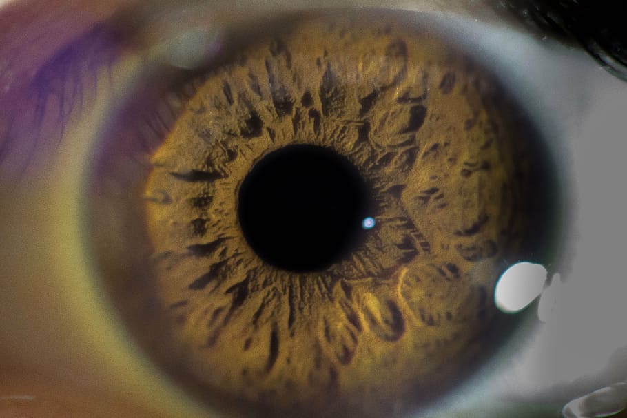 brown human eye, eyeball, macro, eye, human, face, blue, female, woman, iris