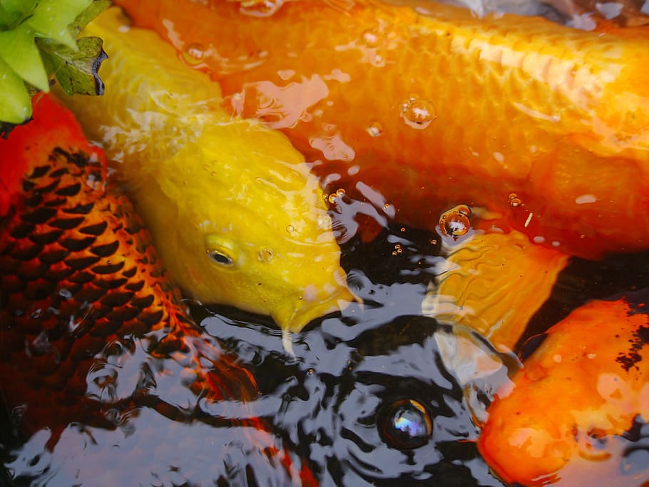аквариумные рыбы, цветной карп, кои, рыба, разведение, красный, ярко-красный, золото, хуан, апельсин