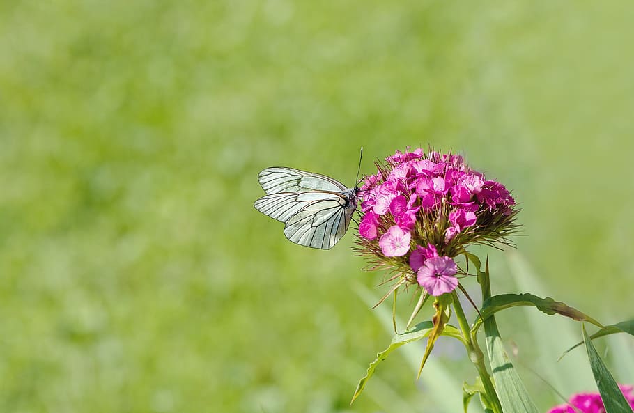 Tree, Butterfly, tree-white ling, white ling, insect, flight insect, flower, carnation, sweet william, carnation family