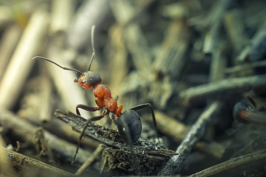 black, red, Ant, Macro, Insect, Animal, Nature, fauna, photography, animal themes