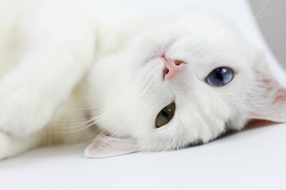 Kucing Putih, Lay, Hewan Piaraan, Malas, kucing, mata berwarna berbeda, hewan domestik, satu hewan, kucing domestik, tema hewan
