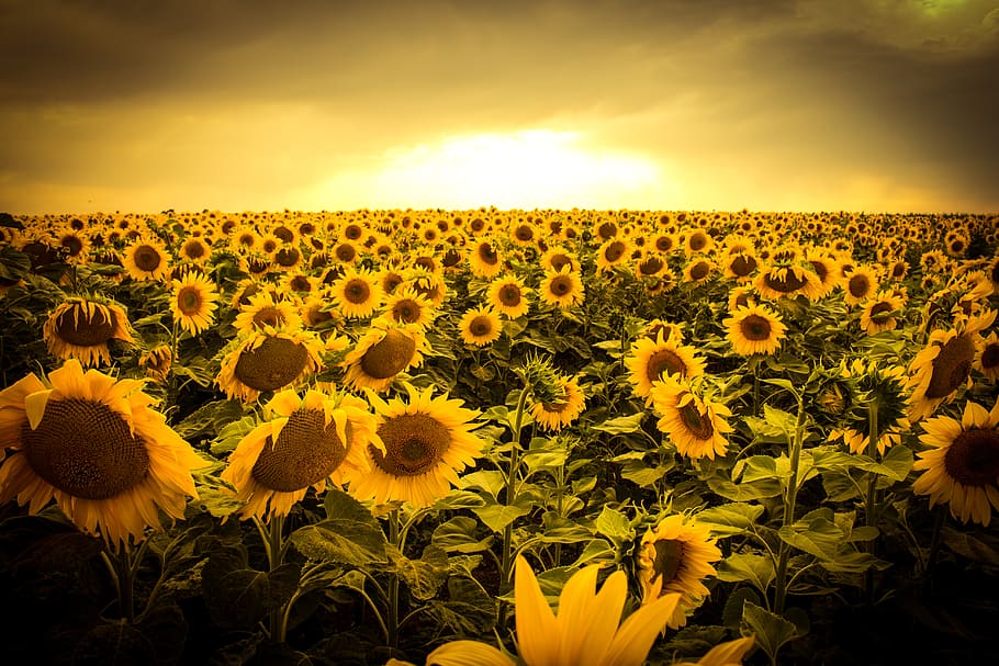 Sunflowers, sunflower, field, golden, hour, plant, beauty in nature, flower, flowering plant, growth