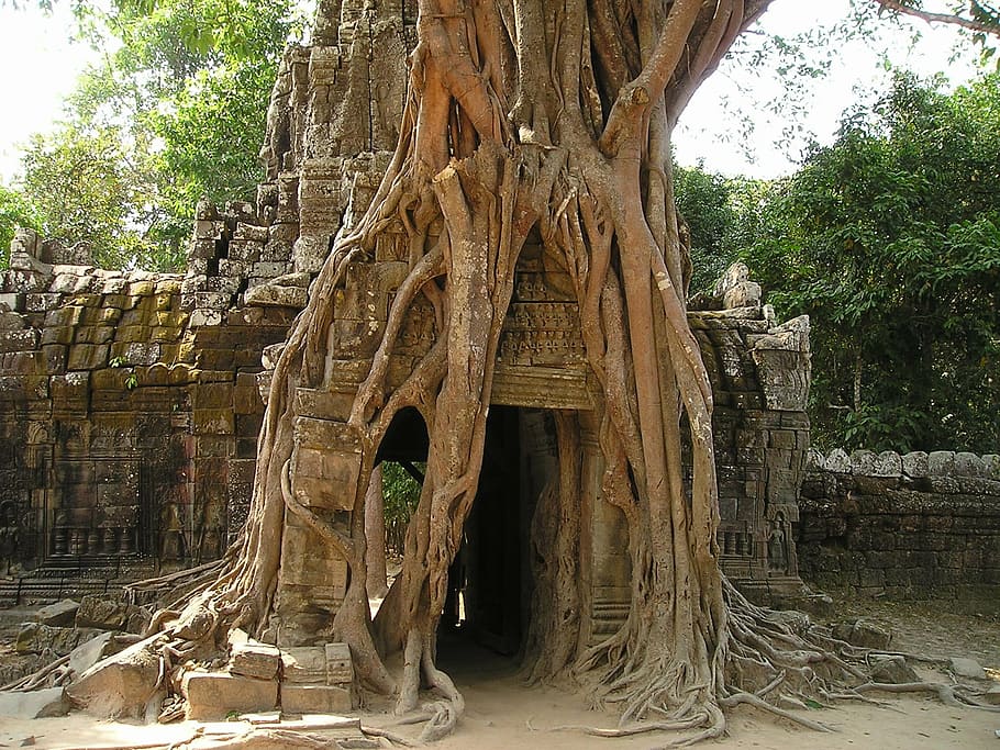 brown, tree, grey, brick wall, angkor, wat, cambodia, overgrown, jungle, temple