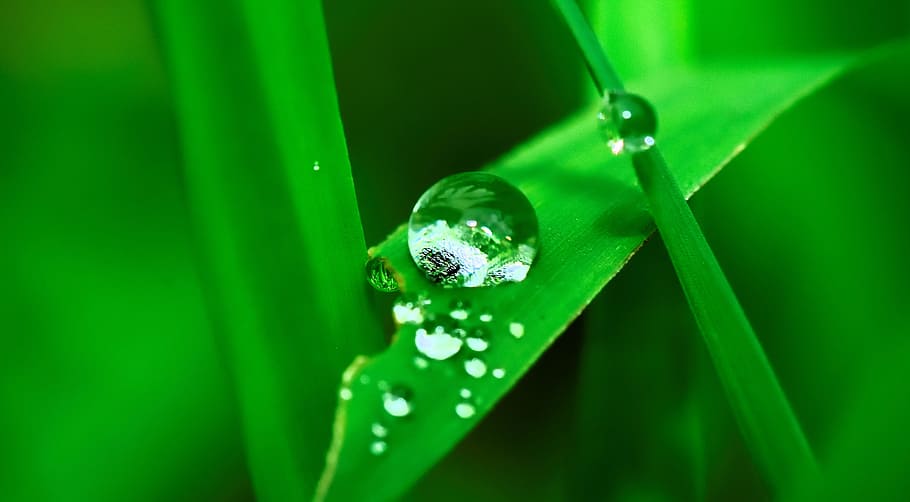 shallow, focus photo, water droplets, leaves, water, drop, grass, rain, nature, wet
