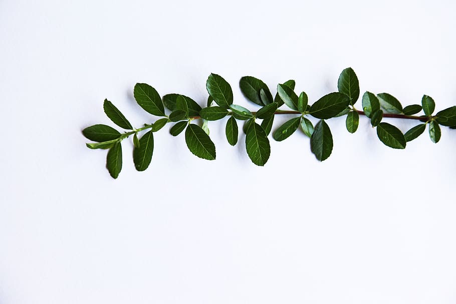 branch, twig, green, leaves, white, paper, nature, background, foliage, environment