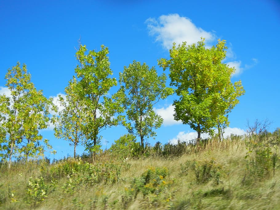 árvores, céu, nuvens, azul, grama, gramíneo, floresta, colina, rural, cenário