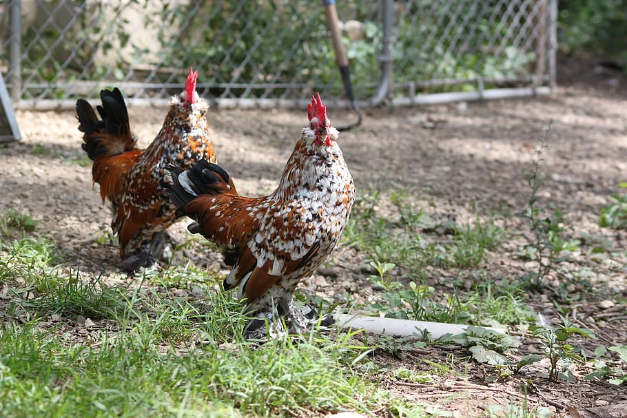 chicken, cockerel, americauna, farm, animal, bird, rooster, bantam, two, feathers