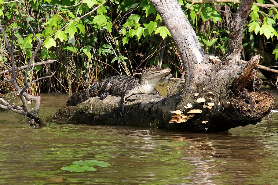 Alligator, Swamp, Bayou, Animal, crocodile, louisiana, wildlife, river, predator, sunbathing