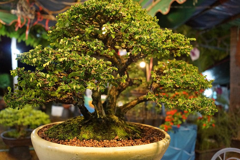 tree, of tiny, jardiniere, collection, flower pot, plant, growth, green color, bonsai tree, potted plant