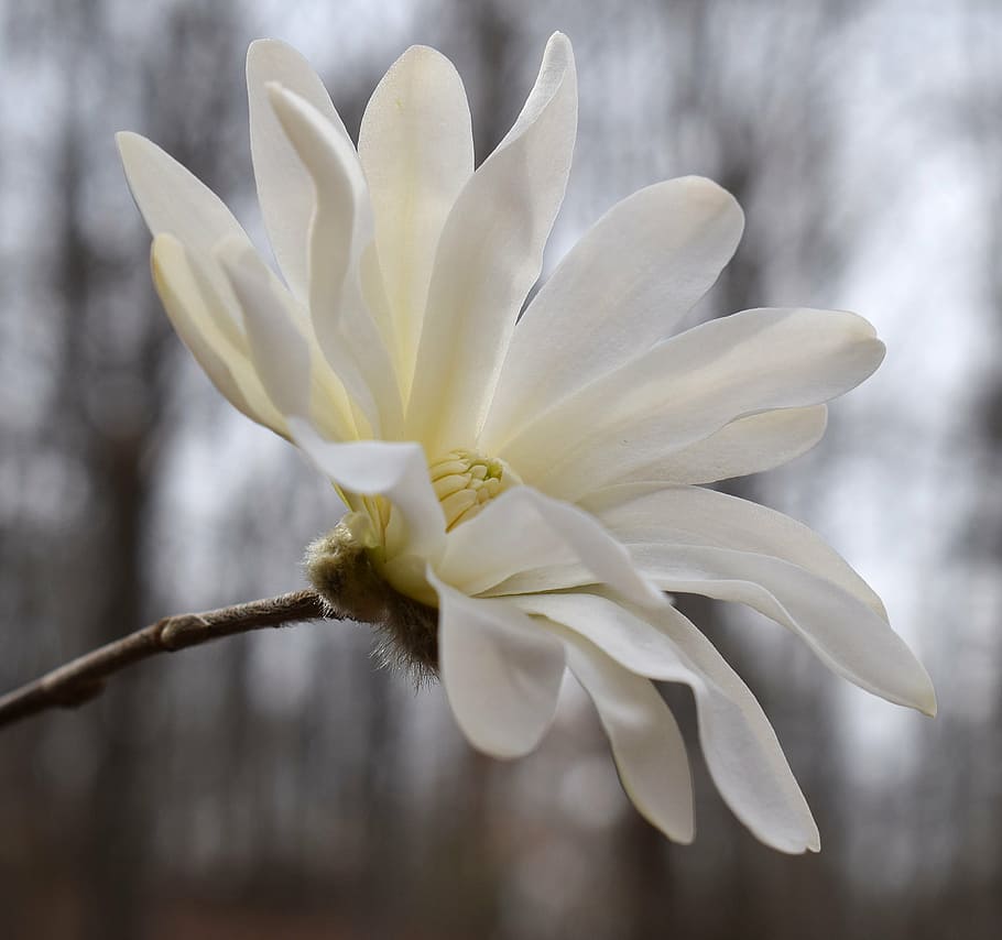 selectivo, fotografía de enfoque, blanco, flor de pétalos, magnolia estrella, magnolia, árbol, planta, jardín, naturaleza