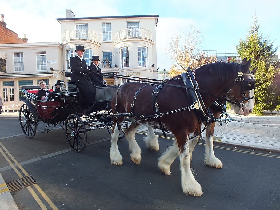 horse and carriage, dray, carriage, shire horses, horses, traditional, coach, transport, transportation, old