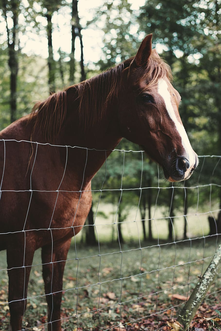 horse, animal, close up, brown, trees, grass, leaves, autumn, fall, fence
