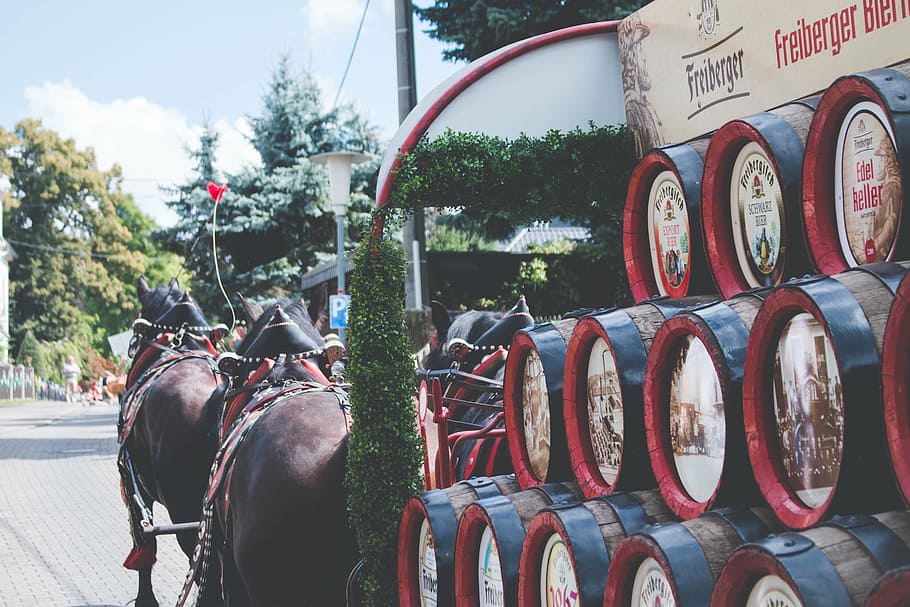 close-up photo, freiberger barrel lot, horse carriage, two, brown, horses, carrying, trailer, horse, animal