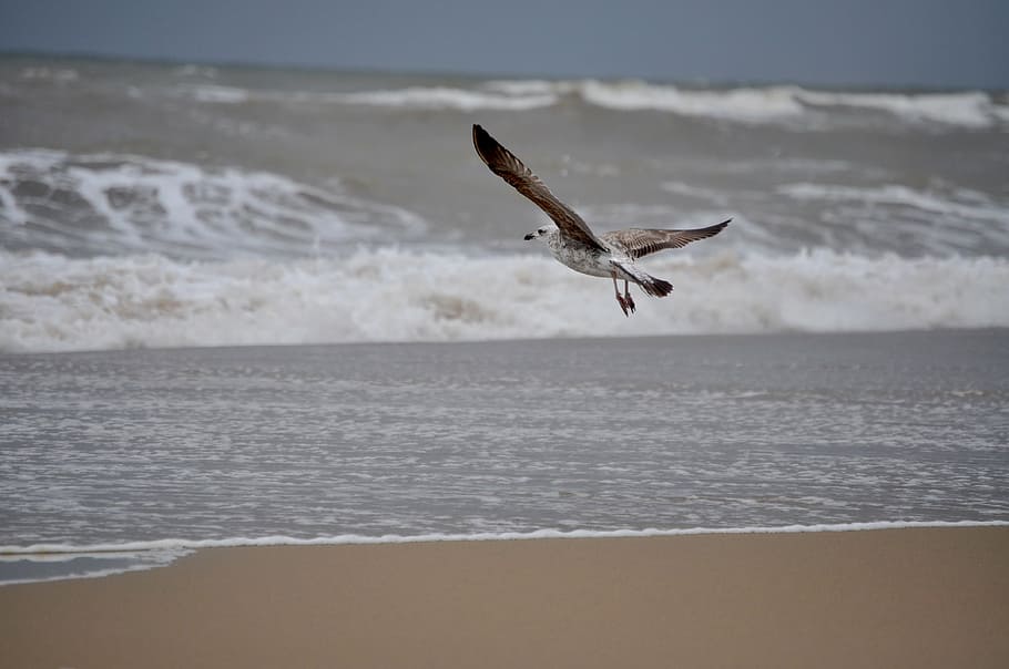 Звуки моря и чаек. Фотосессия с чайками на море. Sea Gull.