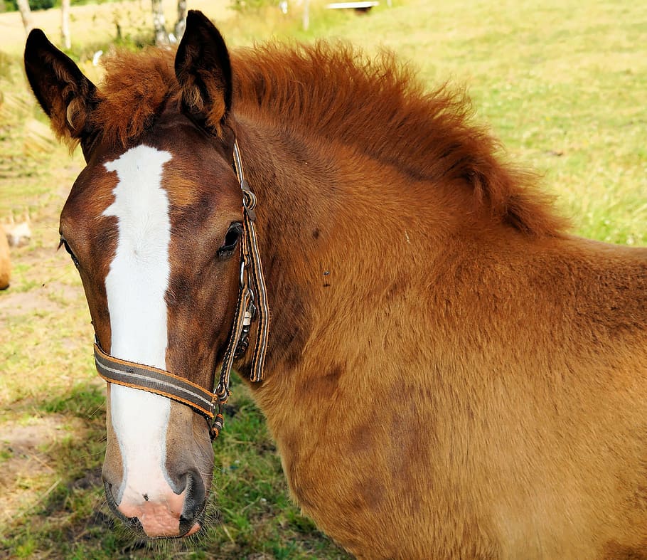 Молодая лошадь. Лошадь Кельвин. Brown foals.