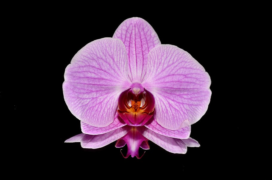 purple, close-up photography, pink, orchids, flower, orchid, nature, plant, petal, close-up