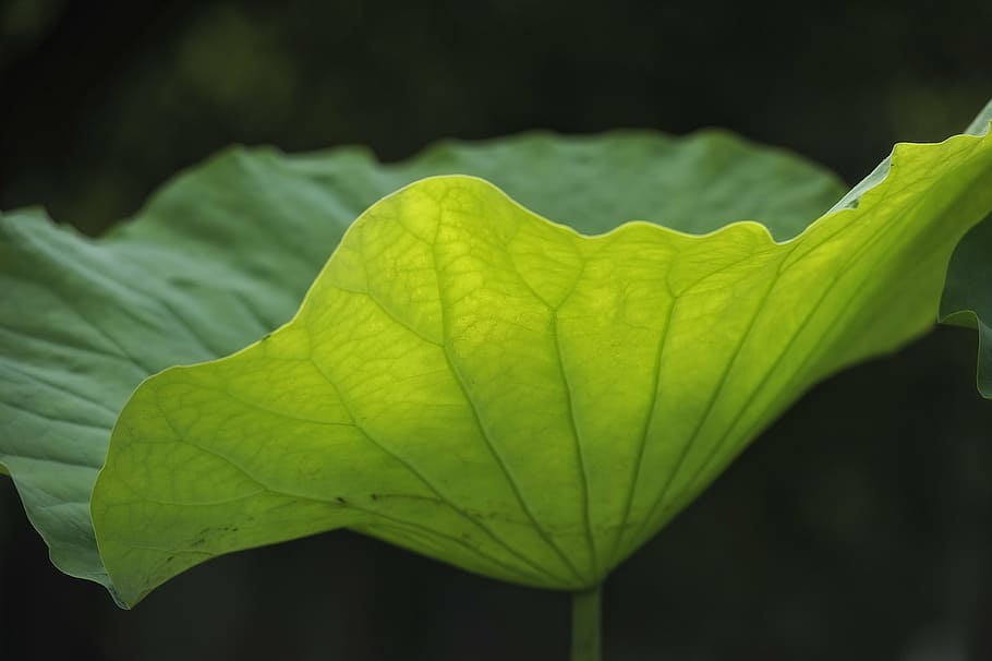 lotus leaf, vein, light transmittance, nature, leaf, plant, green Color, freshness, plant part, close-up