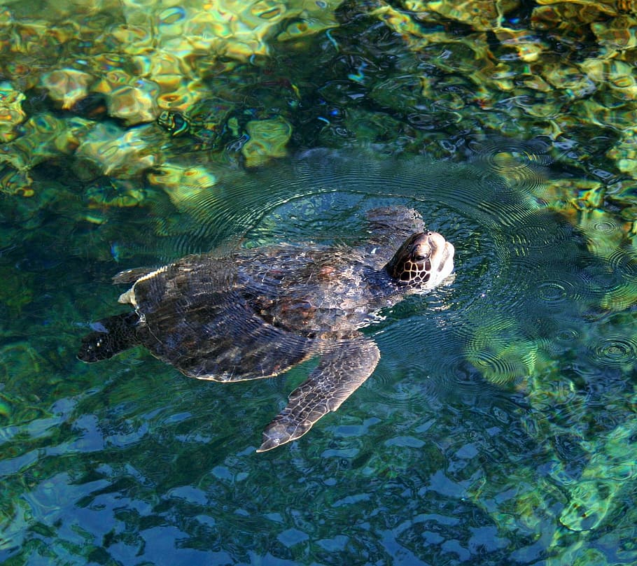 sea turtle, body, water, turtle, tortoise, swimming, swim, sea, flippers, reptile