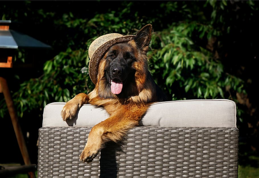 perro schäfer, perro, pastor alemán, mascota, amigo, confianza, amistad, retrato, cabeza, retrato de animales