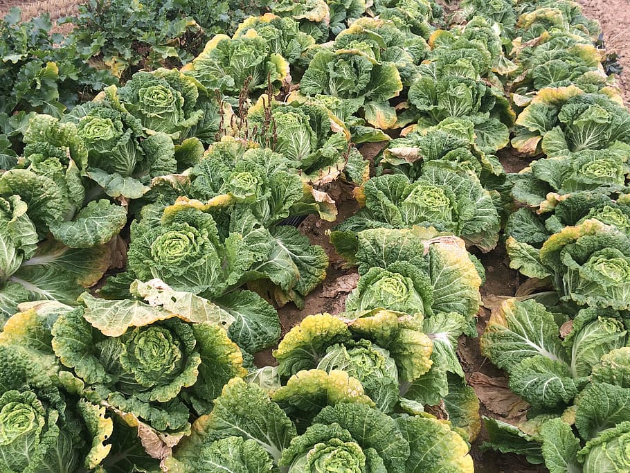 chinese cabbage, green, vegetables, farming, plants, kim jang, farm, crop, agriculture, republic of korea