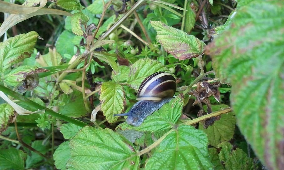 Snail, Insect, Animal, Shell, Brown, big, animal, shell, nature, garden, slow