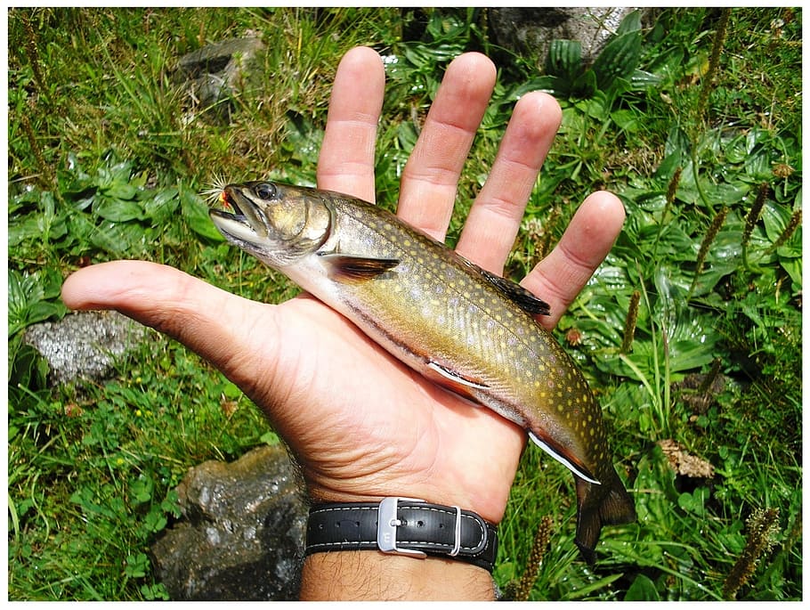 trout, fishing, human hand, hand, one person, human body part, one animal, vertebrate, real people, holding