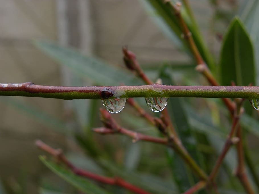 drop, drops, drops of rain, branch, green, coffee, nature, plants, rain, highlights