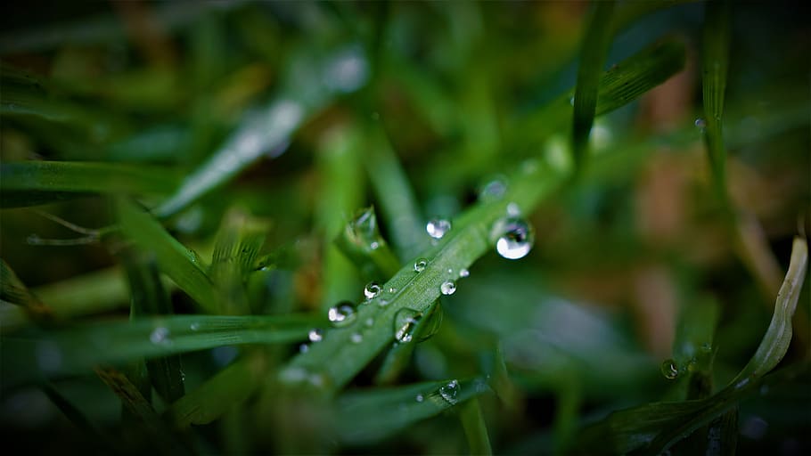 rain, weather, autumn, dark, green, season, gloomy, moist, wet, grass