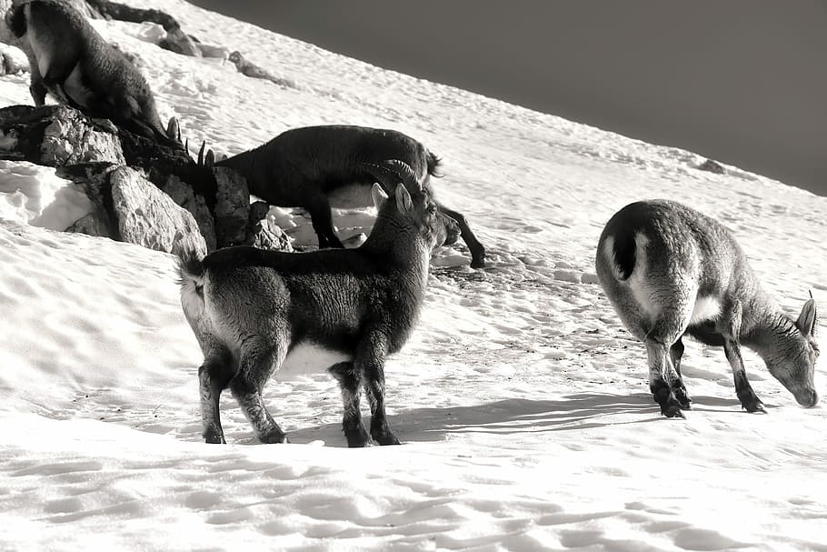 Mountain Goats, Slovenia, mountains, animals, wildlife, landscape, snow, winter, nature, outdoors