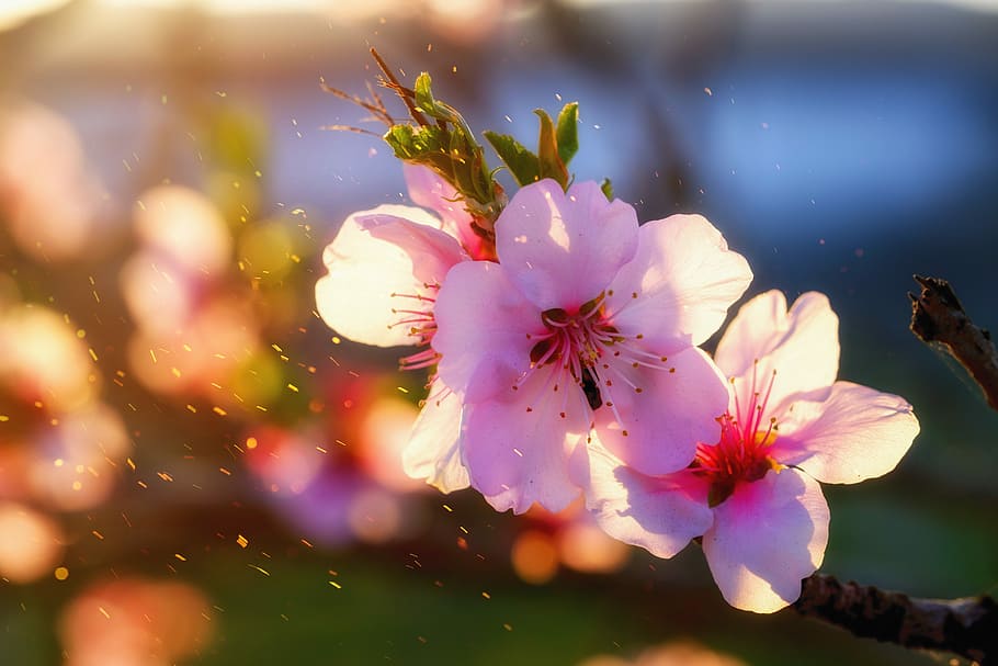 white, cherry, blossoms, selective, focus photography, flower, blossom, bloom, almond blossom, almond