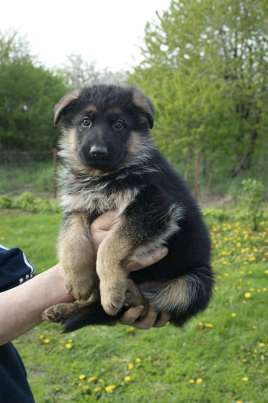 cachorro, pastor alemão, minúsculo, bonito, cão, animal de estimação, jovem, adorável, bebê, pouco