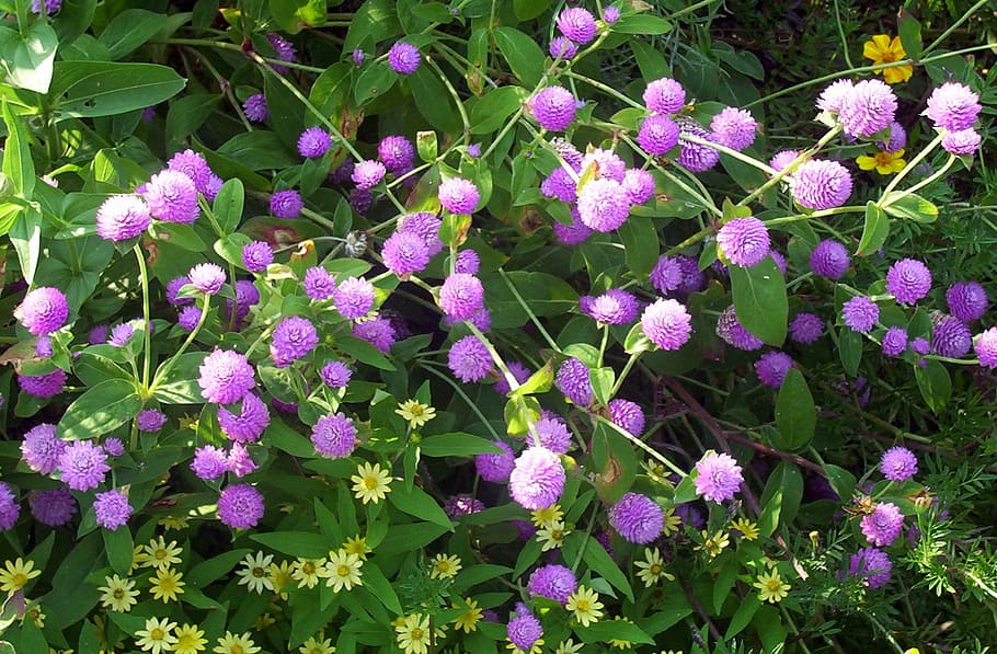 gomphrena globosa, purple, flowers, violet, globe amaranth, bachelor button, annual, flowering, plants, ornamental