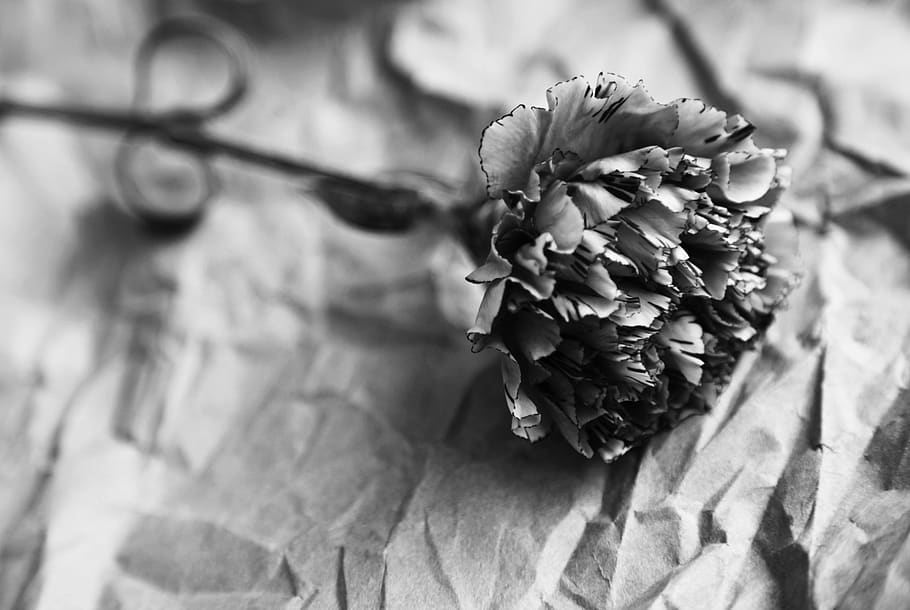 black and white, carnation, old, crinkled, paper, monochrome, clove pink, dark, macro, selective focus